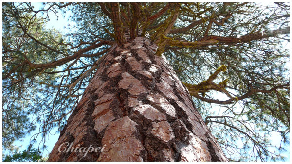 除了 sequoia，這裡也有許多參天巨松