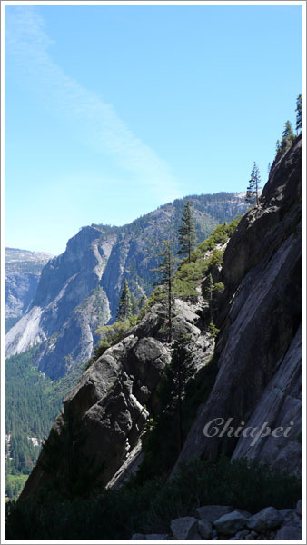 大樹的生命力令人驚嘆