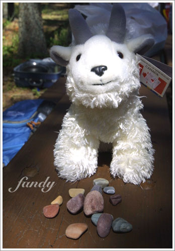 小羊與我撿來的小石頭