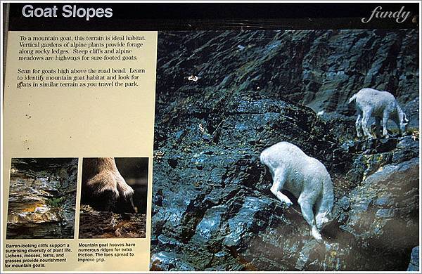 Mountain Goat 常出沒於峭壁岩山中