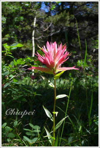 Indian Paintbrush