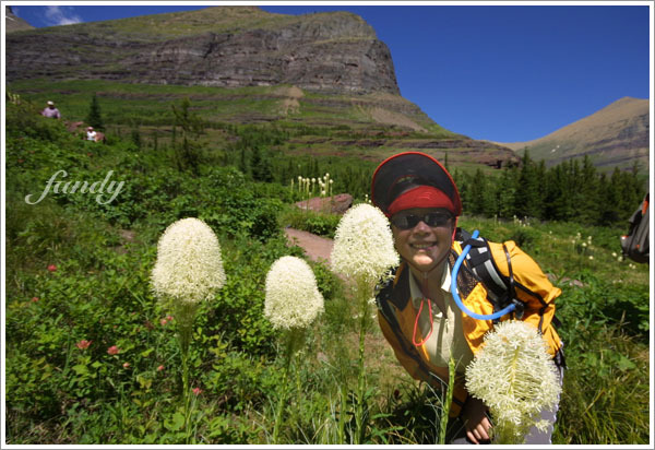 特別粗壯的熊草