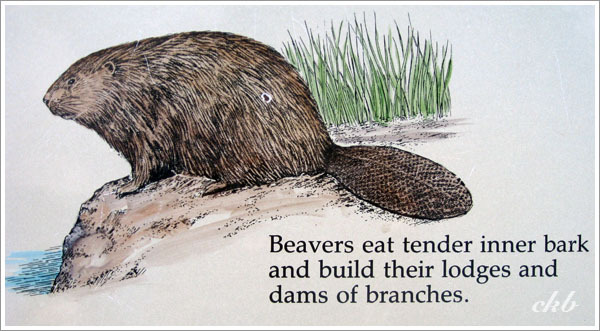 划船為哪樁？就是想瞧瞧這個可愛的小傢伙