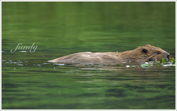 用嘴撿了一些樹枝