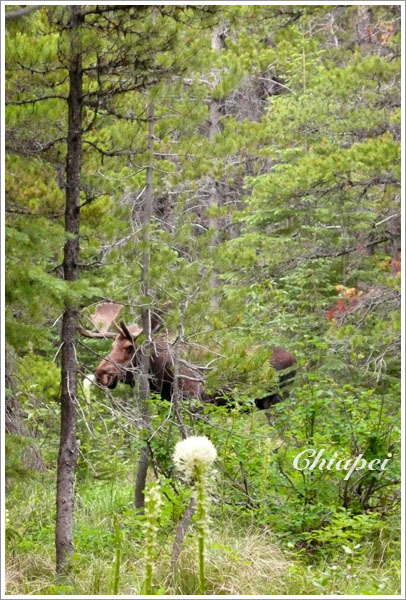 前往一個叫 Fish 什麼的小湖，聽說容易看到 Moose