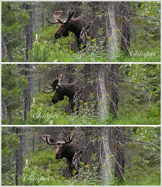 躲在樹叢中偷拍 Moose（駝鹿）