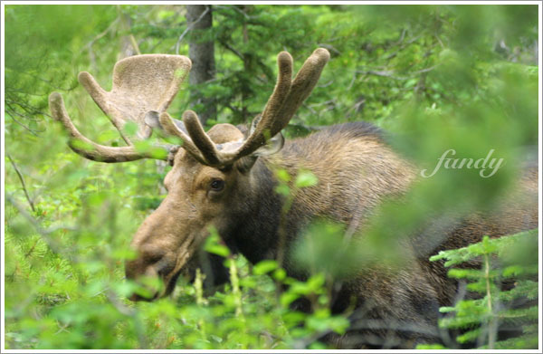 超大一隻鹿，這麼近看好嚇人...