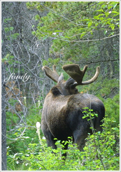 繞到牠的背後，準備閃人
