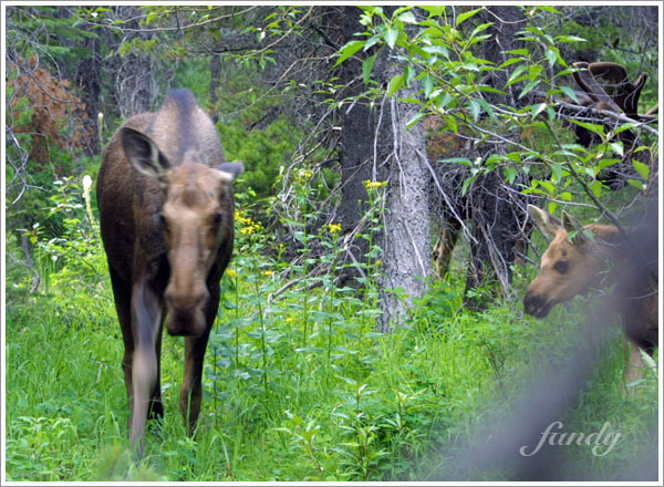 Moose 媽忽然朝我們走過來！
