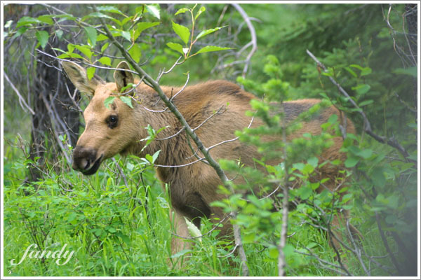 小朋友 moose 看起來傻傻的