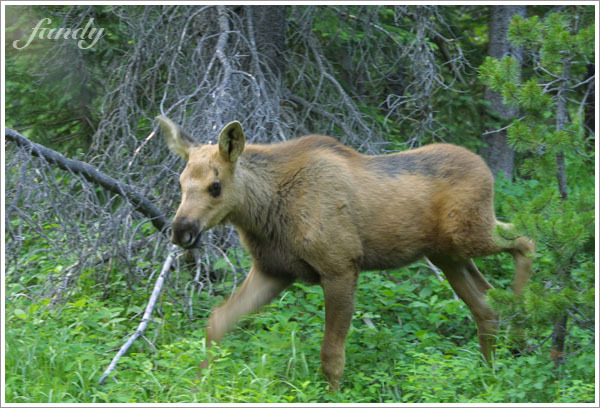 跟著媽媽輕快地跑走了