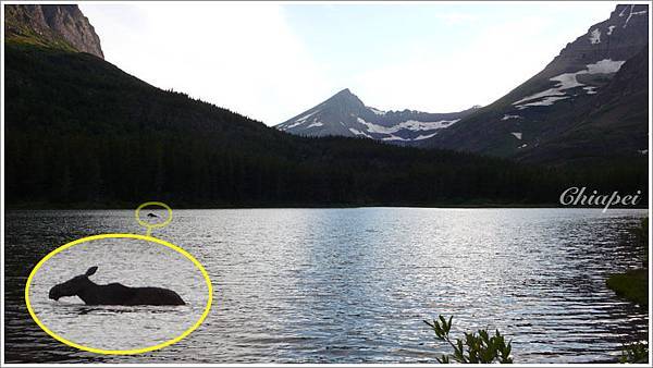 Moose 媽走到湖裡吃水草