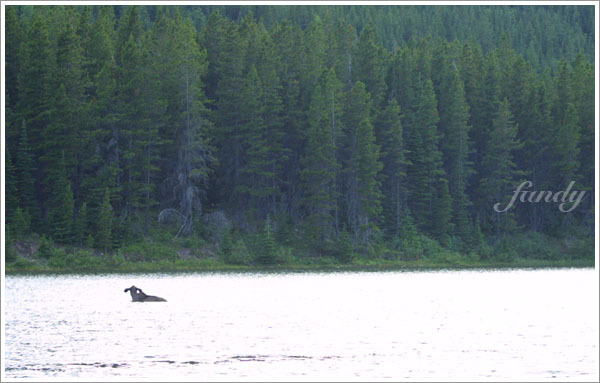 聽說 moose 可以潛水 18 ft 長達 1 分鐘喔