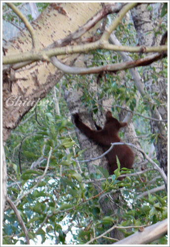 離開公園的時候在路邊看到小熊爬樹