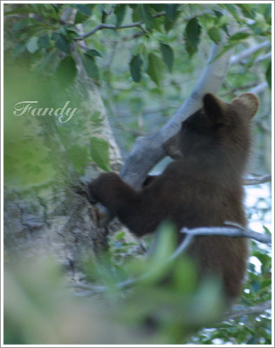 小熊出沒通常大熊也會在附近