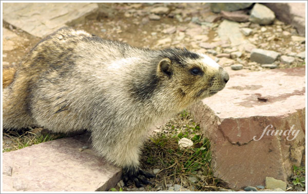 Marmot 土撥鼠