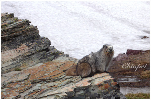 嘴巴啣了一堆乾草不知要幹嘛