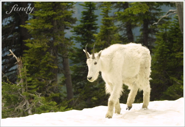 另一隻 Mountain Goat 從遠方走來