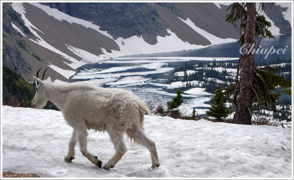 Mountain Goat + 漂滿浮冰的湖水