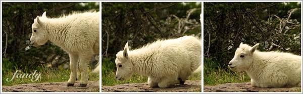 小羊坐下三連拍