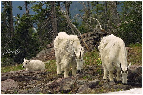 爸爸媽媽都很努力地找東西吃