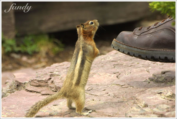 沒大沒小的地鼠