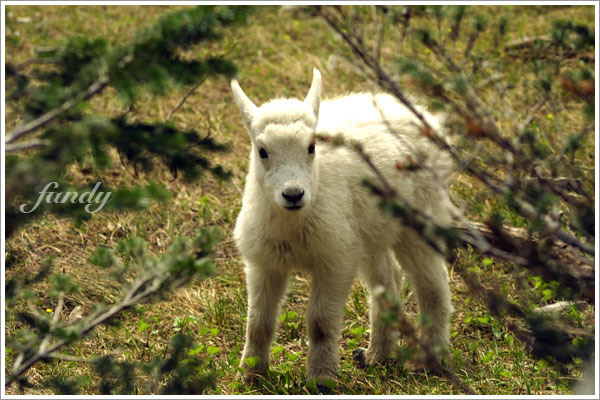 夫夫說牠的髮型是電棒燙 XD