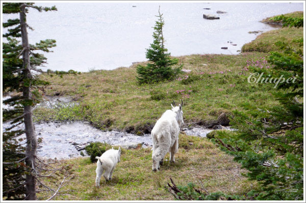 『媽媽你要帶我去哪裡？』