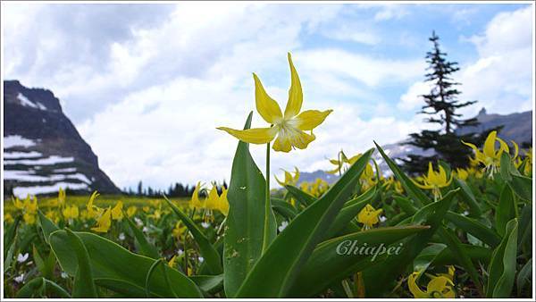 Glacier Lily 冰河百合