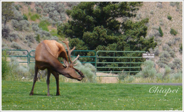 如何分辨 elk 和 deer？