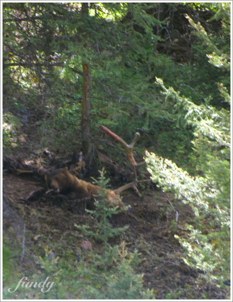 【警告：血腥畫面】