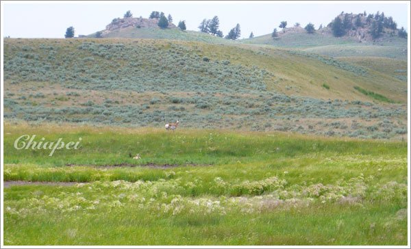 發現 Pronghorn 叉角羚