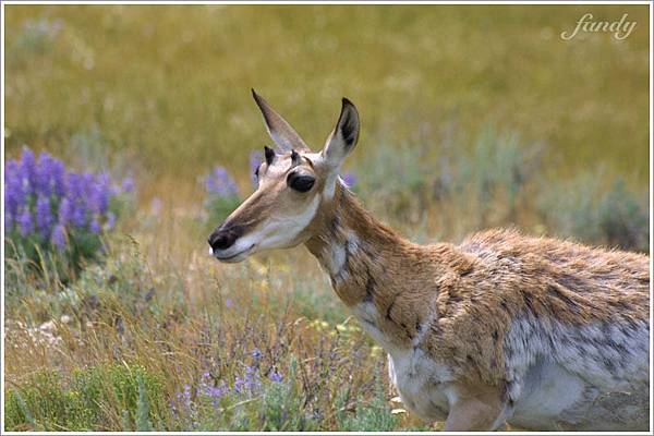 短短的角有點像立體眉毛 :p