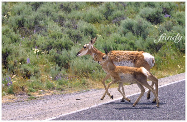 快步帶著小朋友過馬路