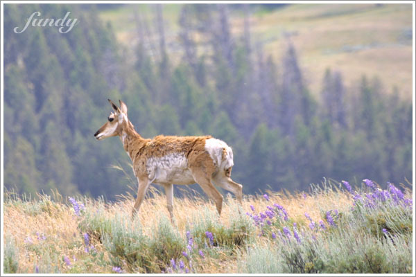 據說這種鹿只在 Lamar 區出沒