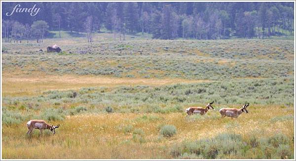 又看到另外三隻公的 pronghorn