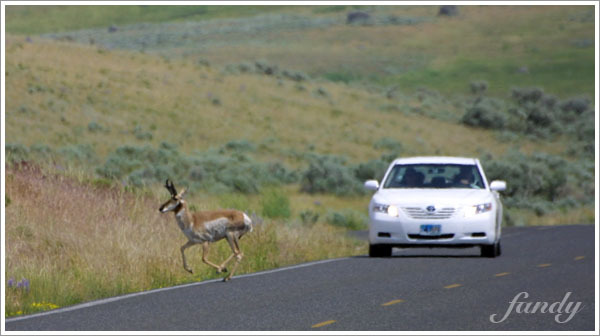 不知道為什麼牠們都要一直過馬路呢？