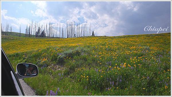 好美好美的花海啊~