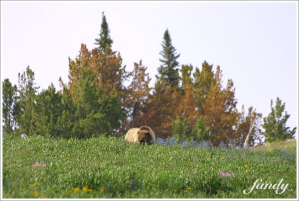 背上突起，很明顯是棕熊（Grizzly）
