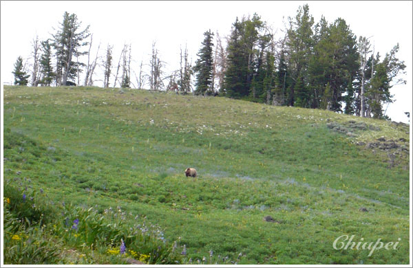 如果有小熊在草地上打滾就好了