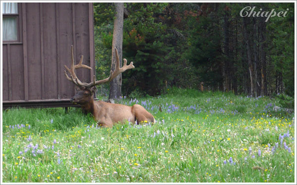 坐在野花盛開的草地上，很愜意吧