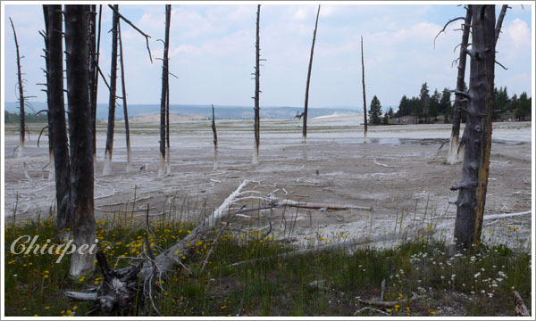 石灰地形上的樹，底下都有白白一截