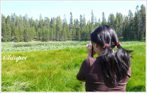 途經一座蓮花池