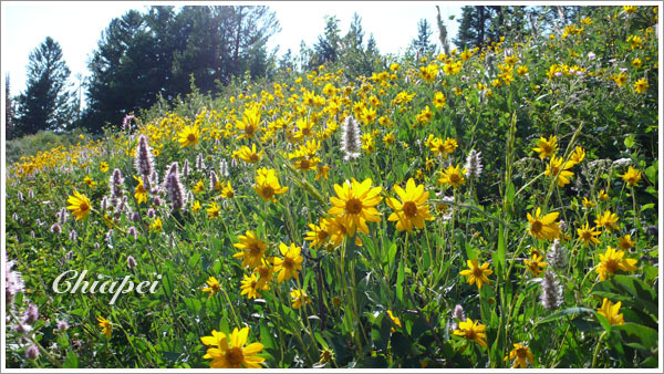 還是小野花讓我比較感動 :p