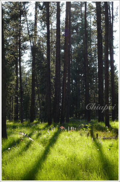 毛絨絨的草地和野花