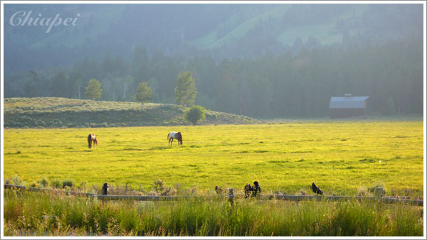 公園裡的牧場人家