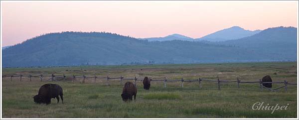 終於遇到成群的 bison 