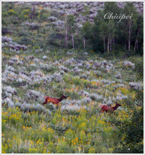 草地山坡上的 elk