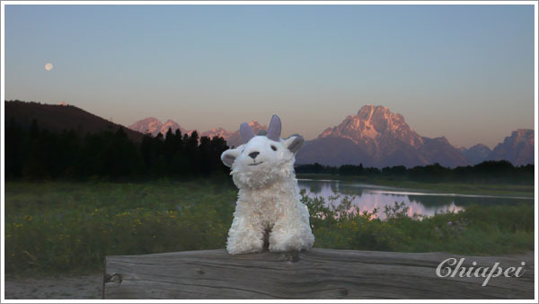 小羊 @ Grand Teton