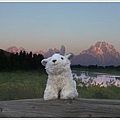 小羊 @ Grand Teton